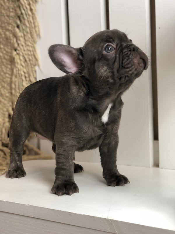 Available Puppies Alabama Frenchies